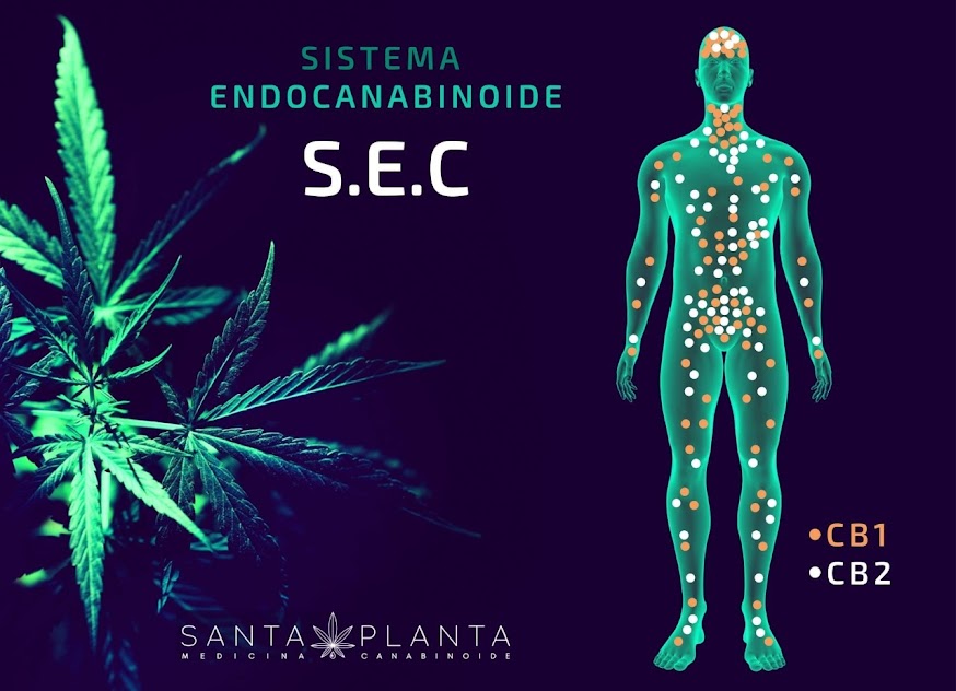Sistema Endocanabinoide