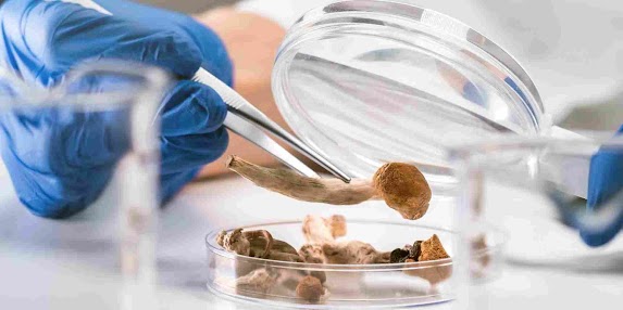 Cannabis e psilocibina para o tratamento do c&acirc;ncer de mama