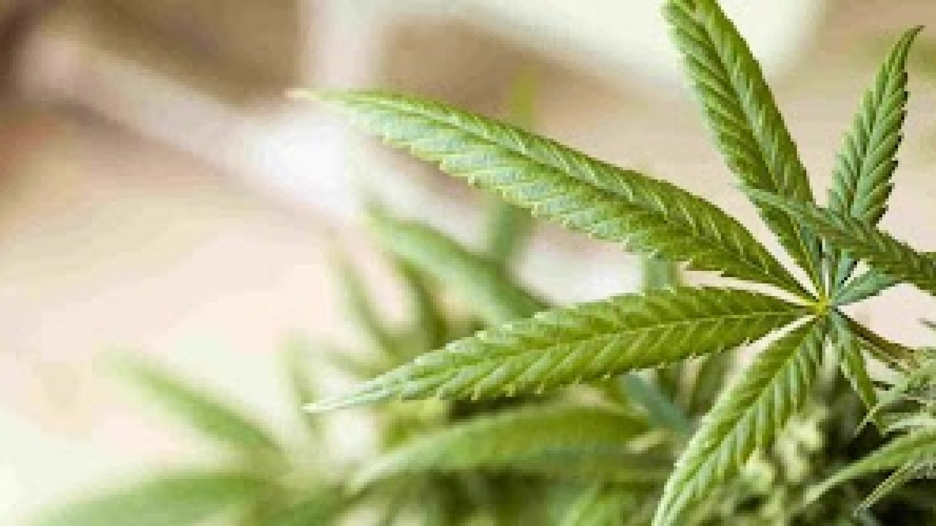 Mentiras sobre a Cannabis