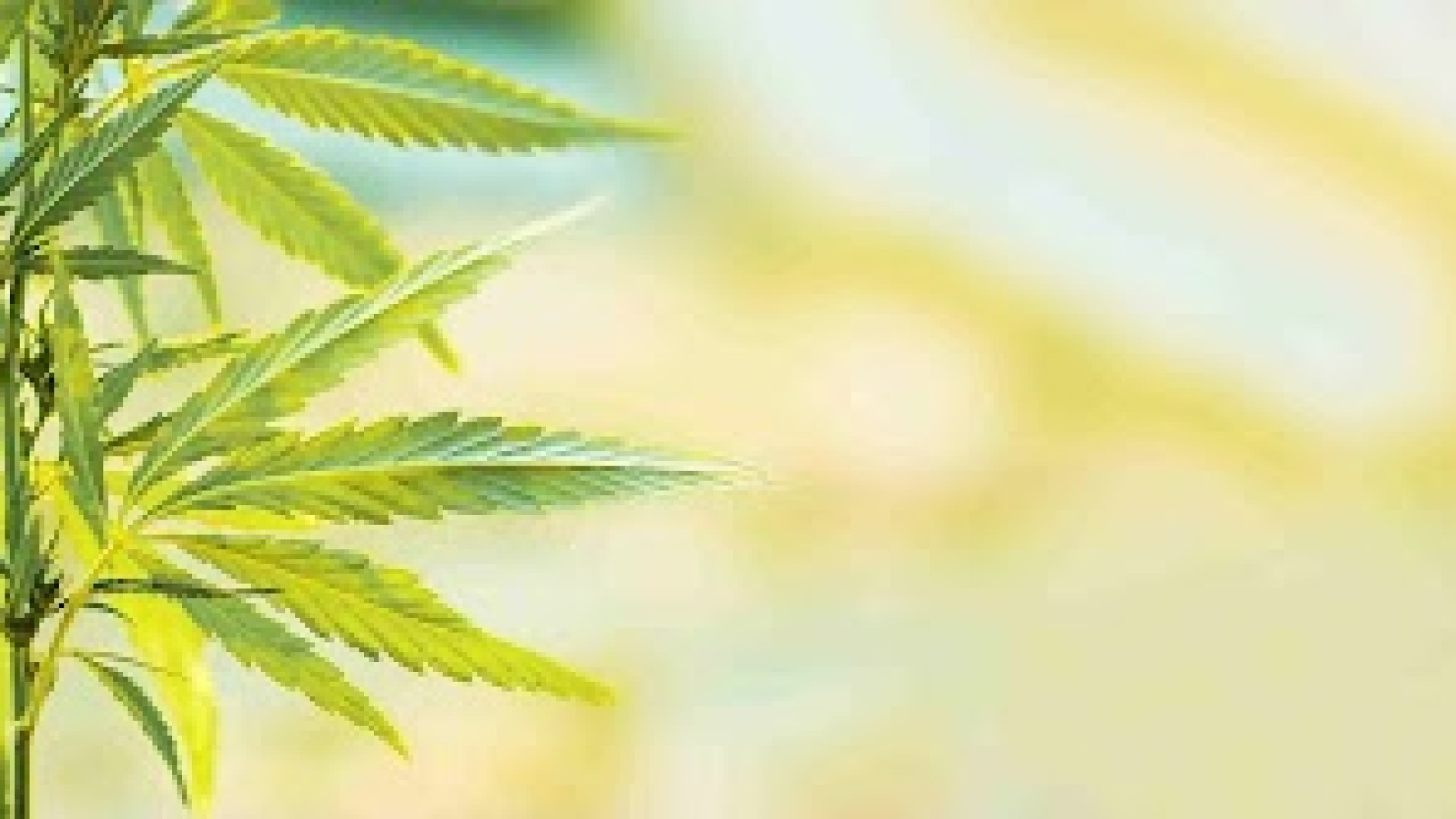 Mentiras sobre a Cannabis