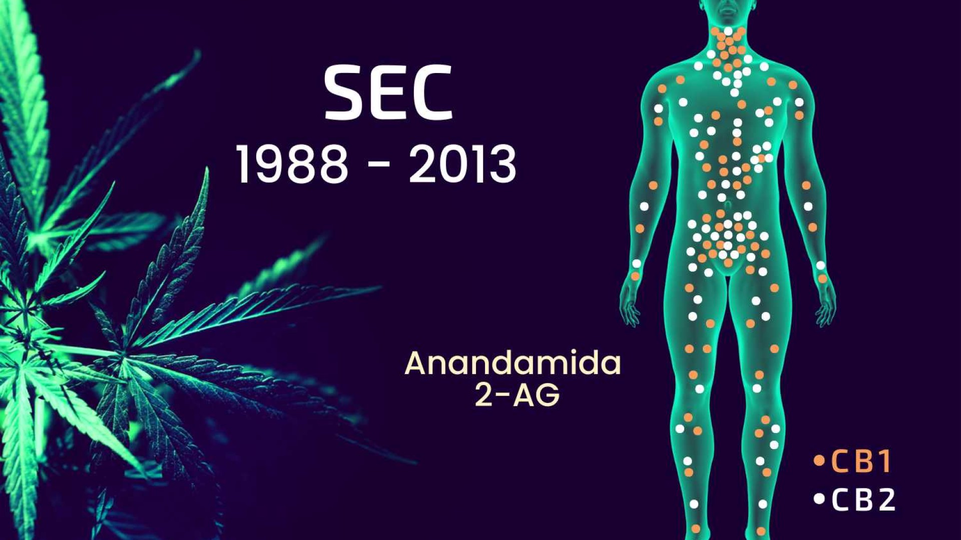 O que é o Sistema Endocanabinoide?