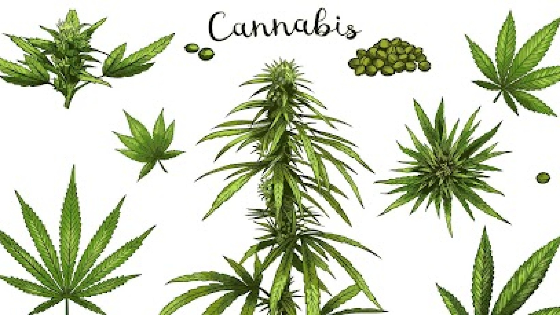 Veja 5 benefícios dos canabinoides mais estudados até o momento