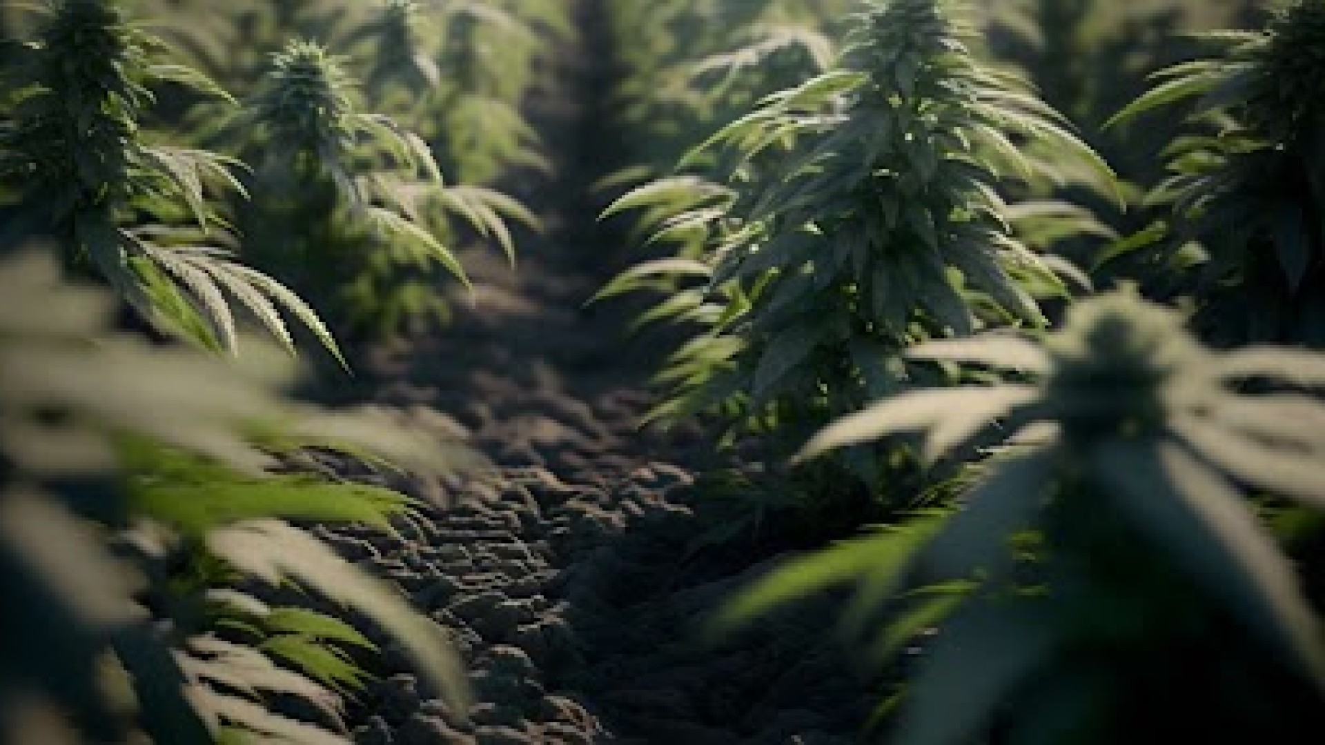 Você sabia que o plantio do cânhamo tem capacidade de renovar solos contaminado